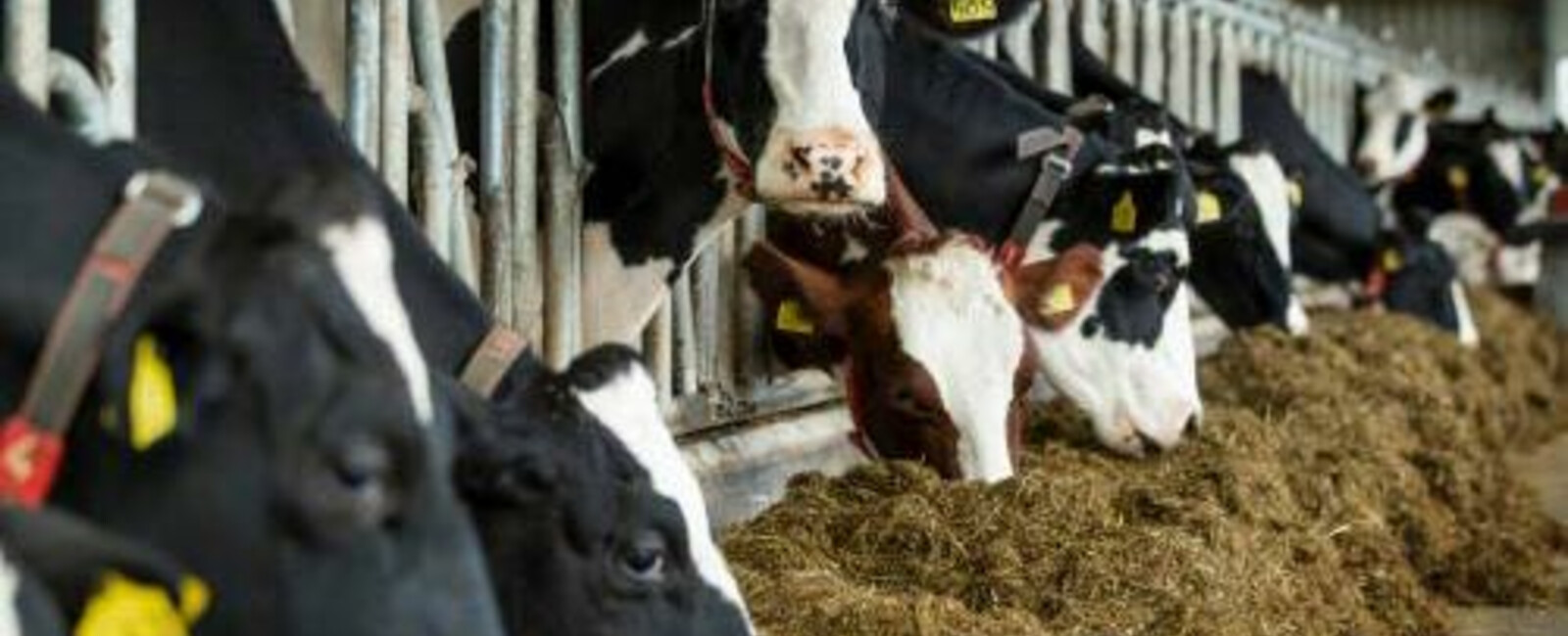 Vandaele Kaas - De Groene Boomgaard