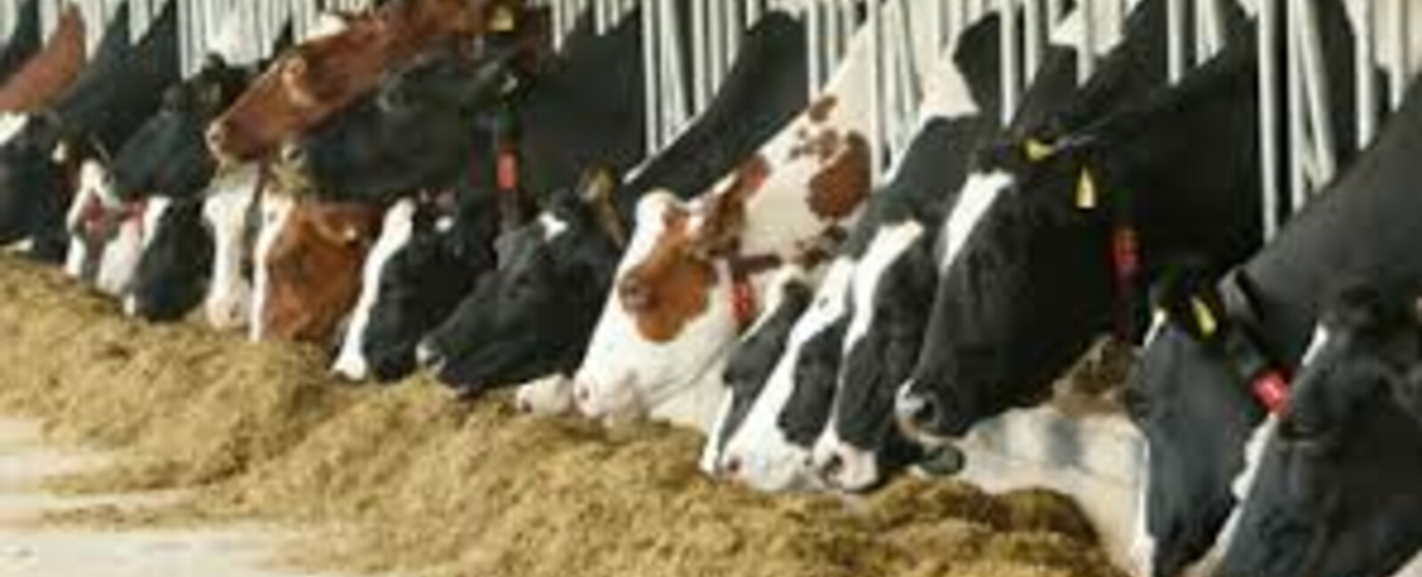 Vandaele Kaas - De Groene Boomgaard